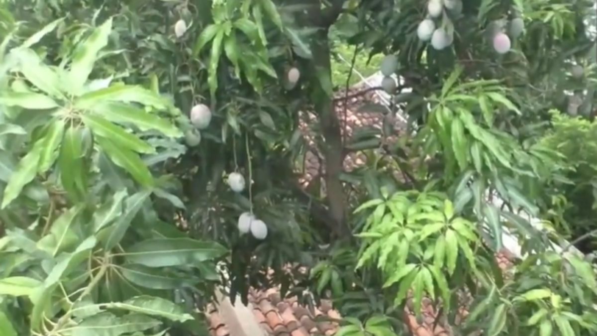 Udupi Farmer Sell THESE Mangoes For Rs 3 Lakh Per Kg, Know Why They Are ...