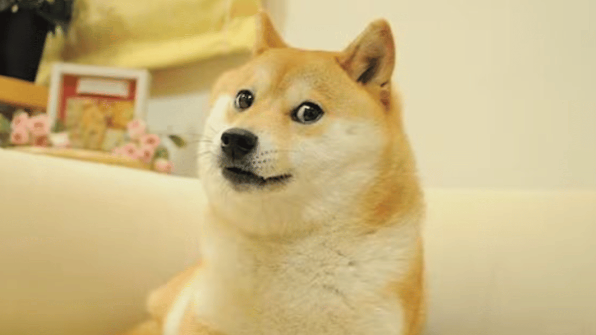 Viral Meme Dog Kabosu Dies At 18; Netizens Recall Japanese Shibu Inu's ...