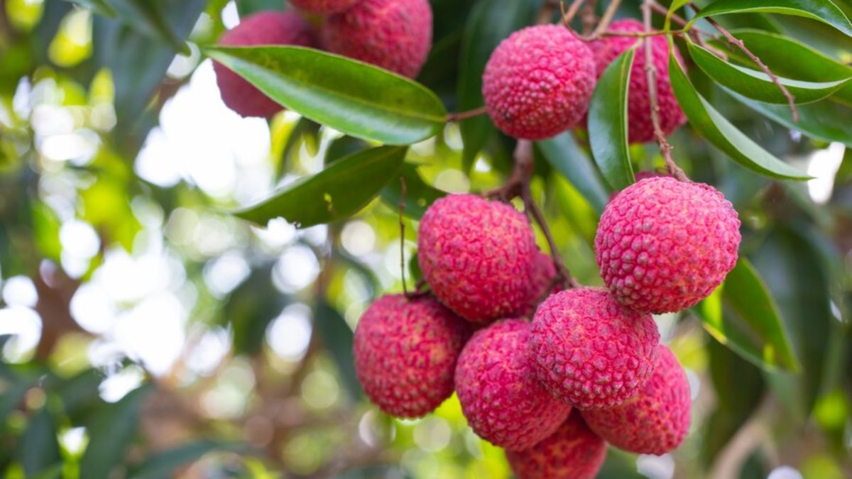 5 Incredible Health Benefits Of Eating Litchi In Summer 