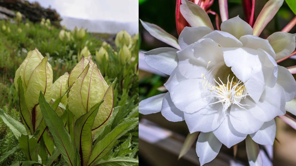 what-is-brahma-kamal-know-about-this-sacred-flower-saussurea-obvallatathat-blooms-for-one-night