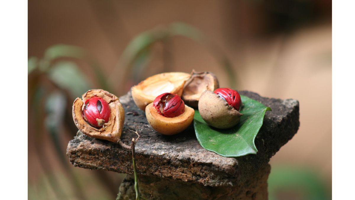 Benefits Of Jaiphal For Babies 5 Reasons To Add Nutmeg To Your Kids’ Diet