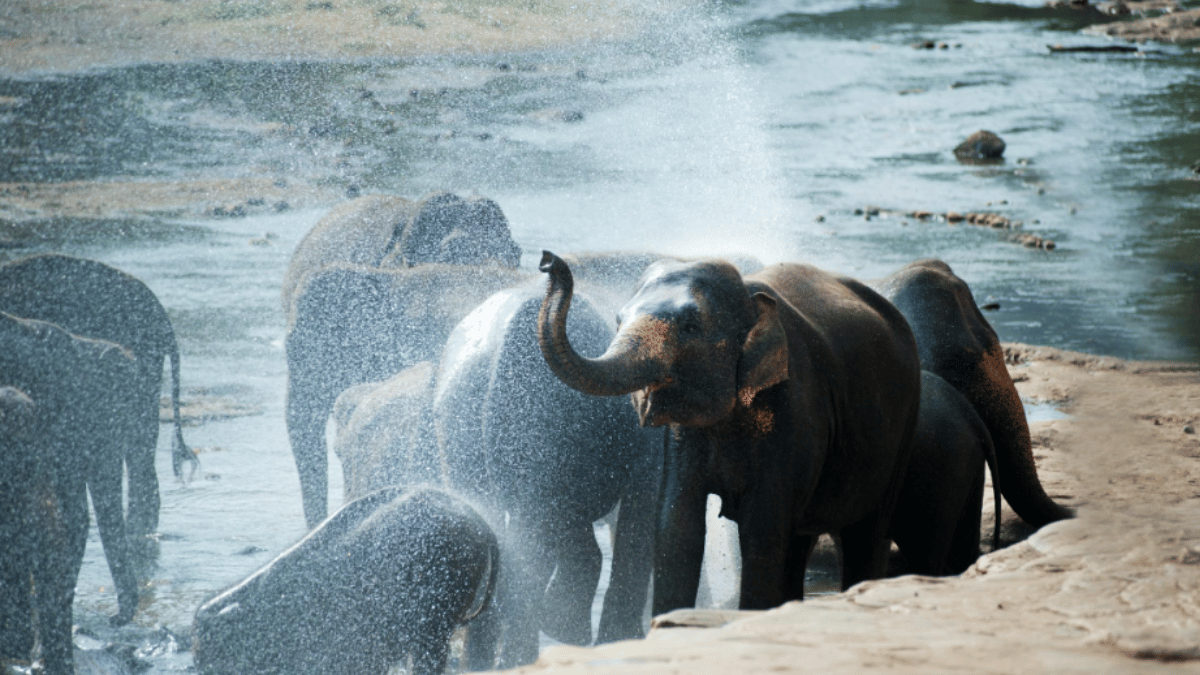 Study suggests that elephants call each other by names. (Source: Pexels)