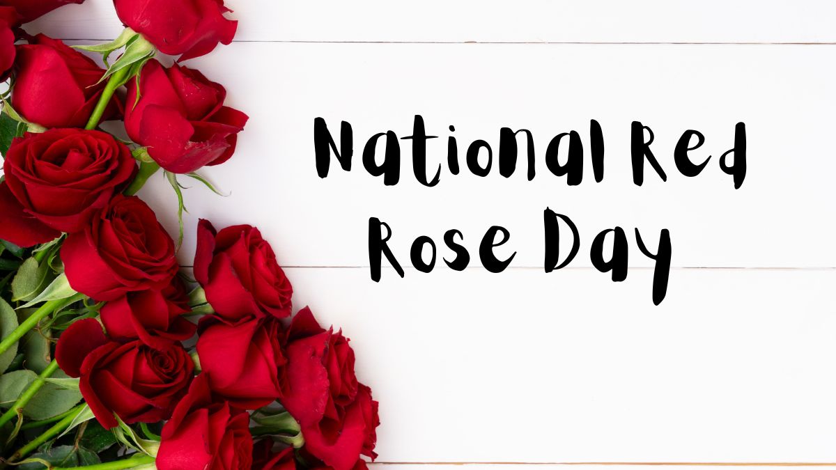 National Red Rose Day 2024 Wishes, Messages, Quotes, WhatsApp And