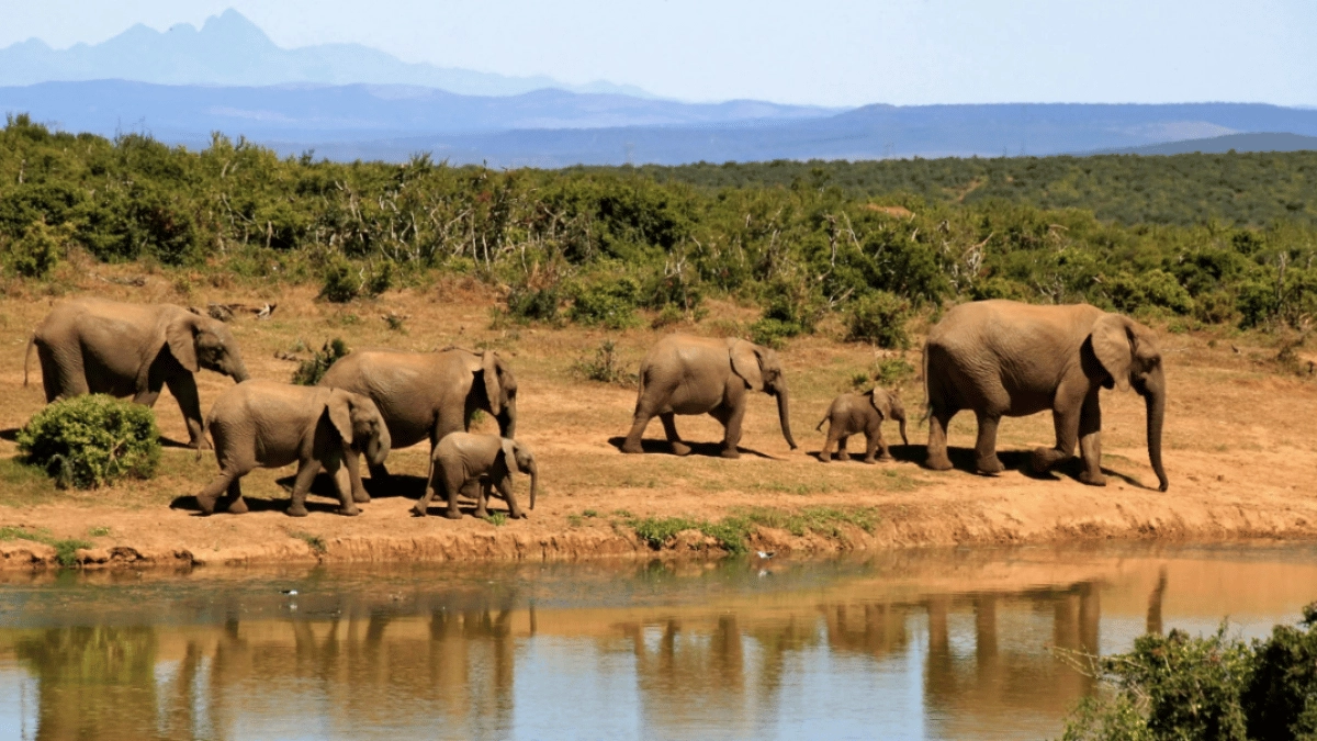tractor-driver-hits-breaks-right-before-hitting-elephants-internet-demands-his-arrest-viral-video