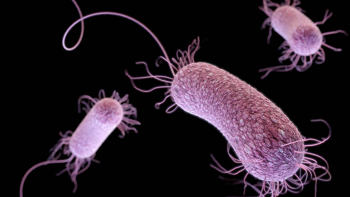 Deadly 'Flesh Eating Bacteria' Which Can Kill Patient In 48 Hours ...