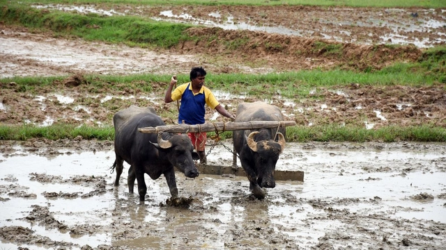 msp-approved-centre-approves-minimum-support-price-for-14-kharif-crops-paddy-ragi-bajra-jowar-maize-cotton