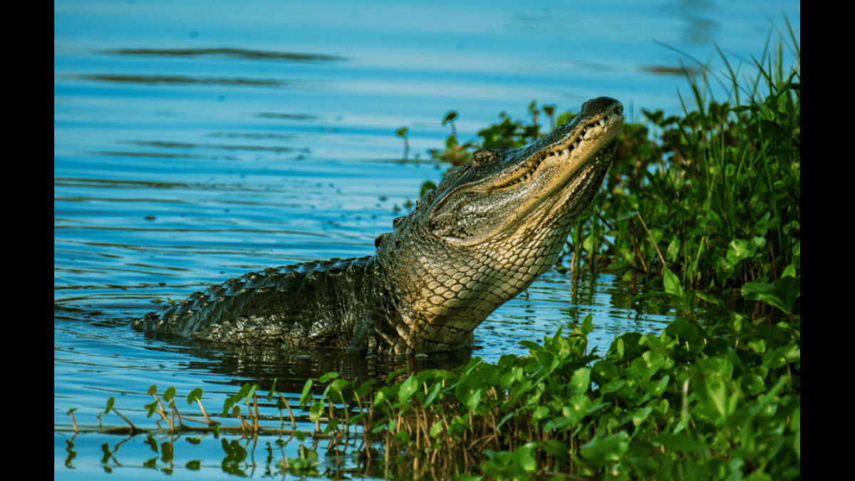 Bizarre Showdown Between Man And Aggressive Alligator Goes Viral As ...