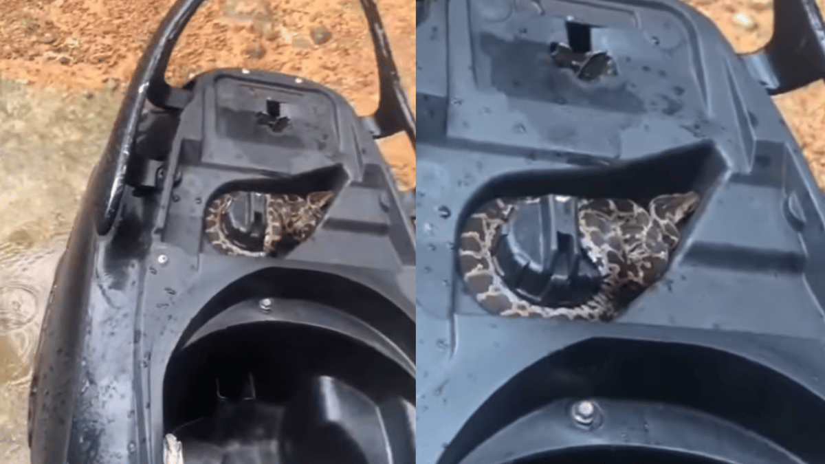 Python Coils Around Scooter’s Fuel Tank; Internet Paralysed With Fear ...