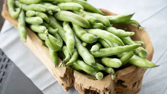 managing-parkinson-to-boosting-immunity-5-incredible-benefits-of-adding-fava-beans-in-your-diet