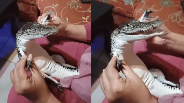 peak-mom-behaviour-video-of-woman-playing-with-baby-crocodile-amuses-internet-watch