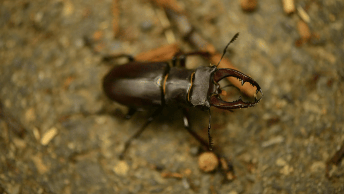 Stag Beetles become one of the most expensive insects in the world. (Source: Pexels)