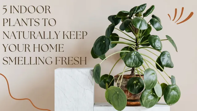 5-indoor-plants-to-naturally-keep-your-home-smelling-fresh