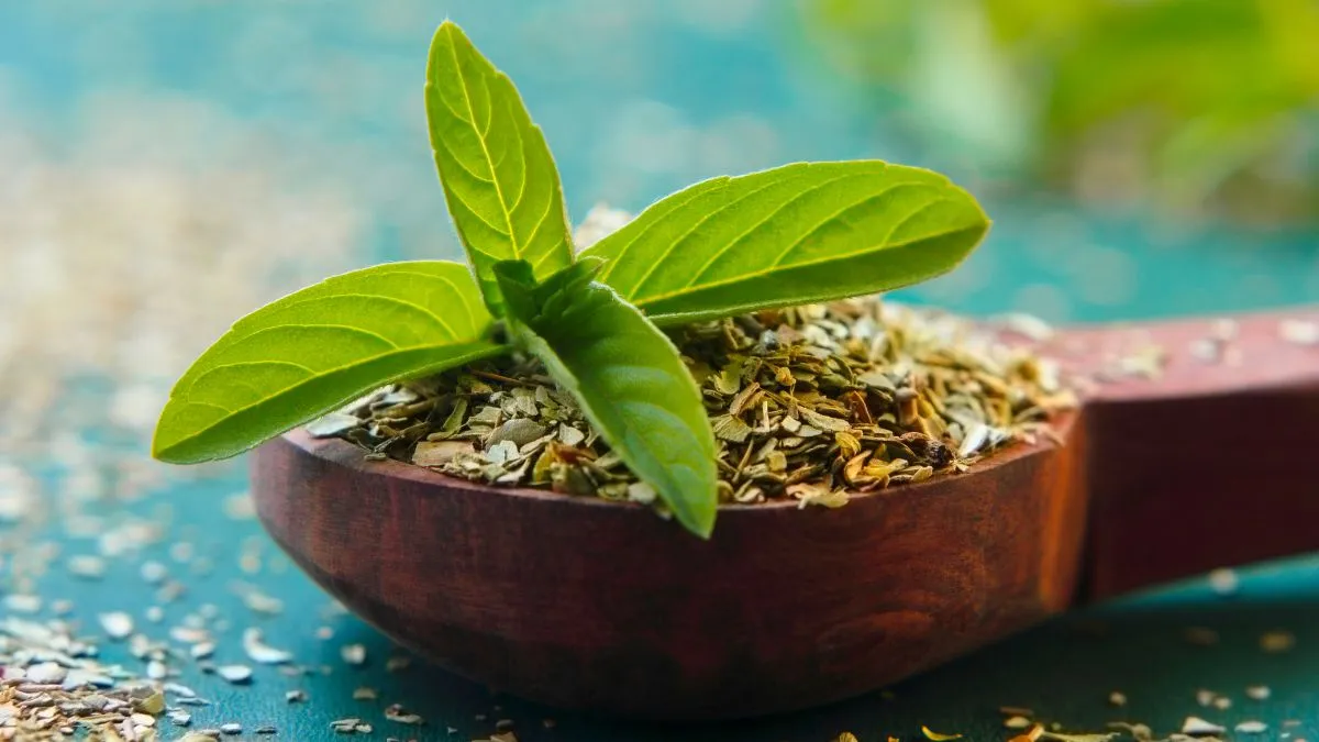 5-compelling-reasons-to-start-your-day-by-eating-tulsi-leaves-on-empty-stomach