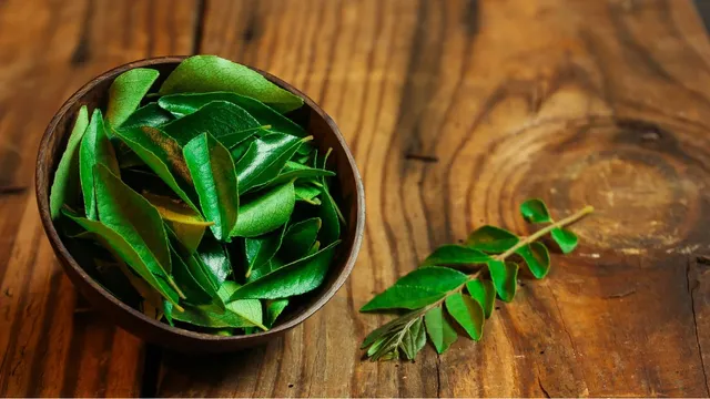 benefits-of-kadi-patta-surprising-ways-in-which-this-herb-promotes-optimal-health