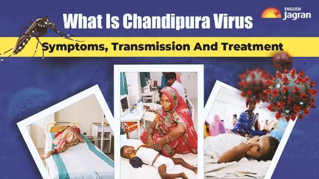 what-is-chandipura-virus-infection-spreading-in-gujarat-symptoms-treatment-vectors-transmission-chpv-death-rate-all-you-need-to-know-specials
