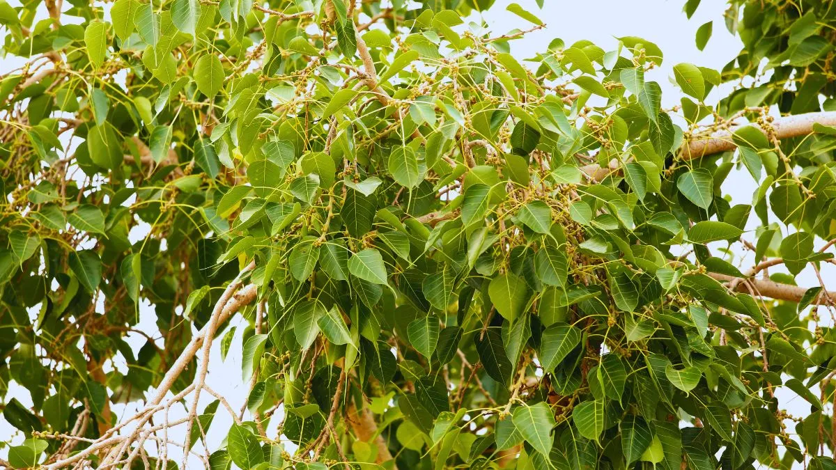 5-benefits-of-worshipping-peepal-tree-as-per-astrology-to-attract-good-luck-and-wealth