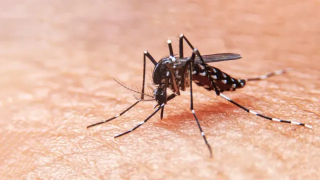 bengaluru-dengue-outbreak-cases-surge-to-3770-helpline-numbers-issued-nodal-officers-appointed