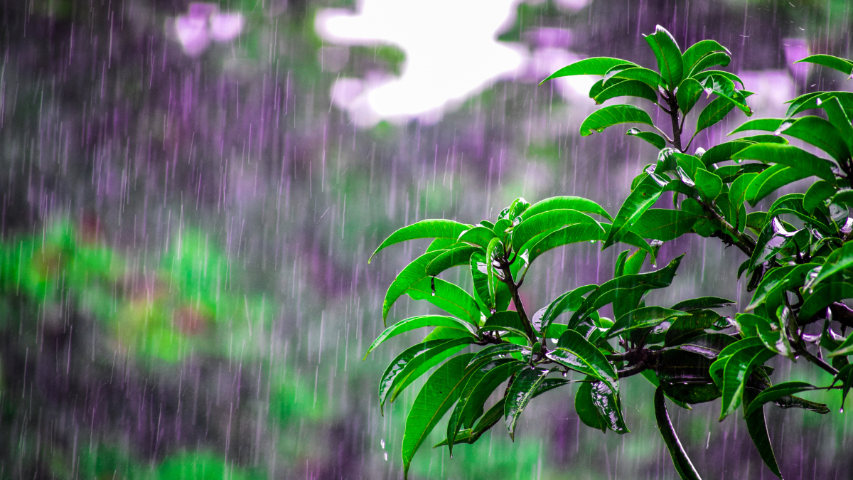 mumbai-rain-update-heavy-showers-to-hit-city-in-next-24-hours-imd-issues-orange-alert-check-forecast