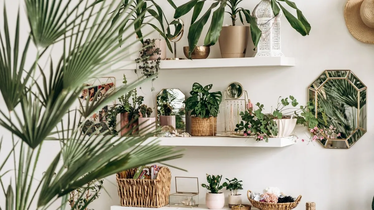 best-indoor-plants-to-enhance-beauty-and-positivity-of-your-space