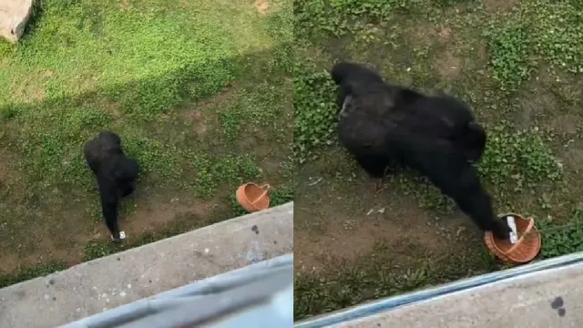 visitor-drops-phone-in-gorilla-captivity-what-the-primate-did-next-leaves-internet-impressed-viral-video