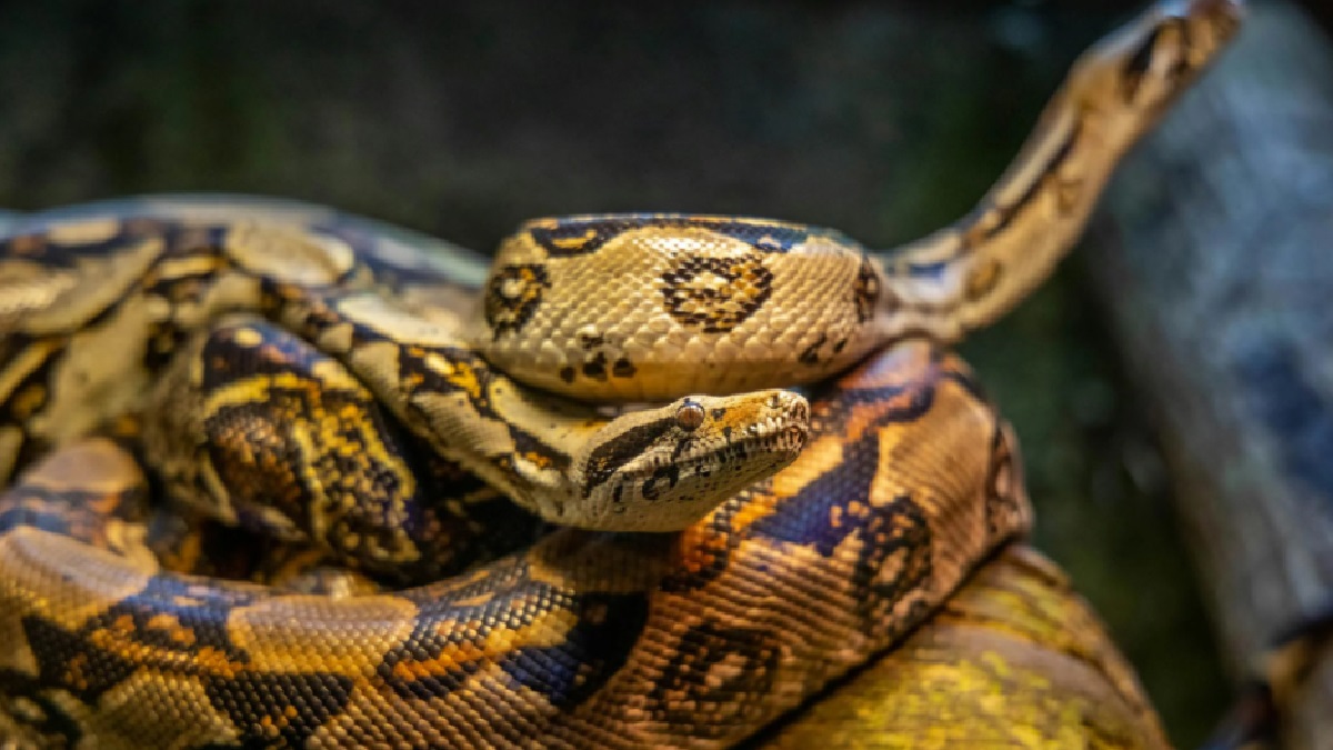 15-foot python attacks a man in MP. (Source: Pexels)