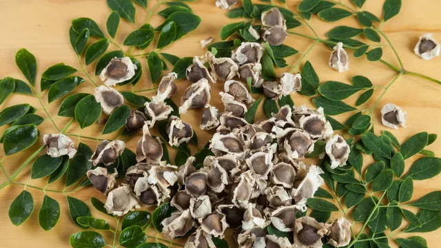 5-compelling-reasons-to-include-moringa-seeds-in-your-diet-for-optimal-health