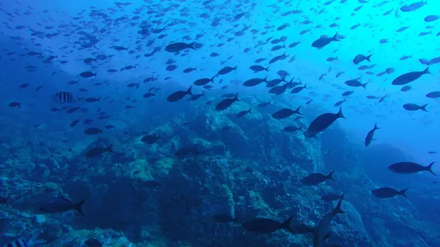 dark-oxygen-scientists-find-another-source-of-oxygen-in-deep-ocean-how-its-challenging-theories-on-how-life-began