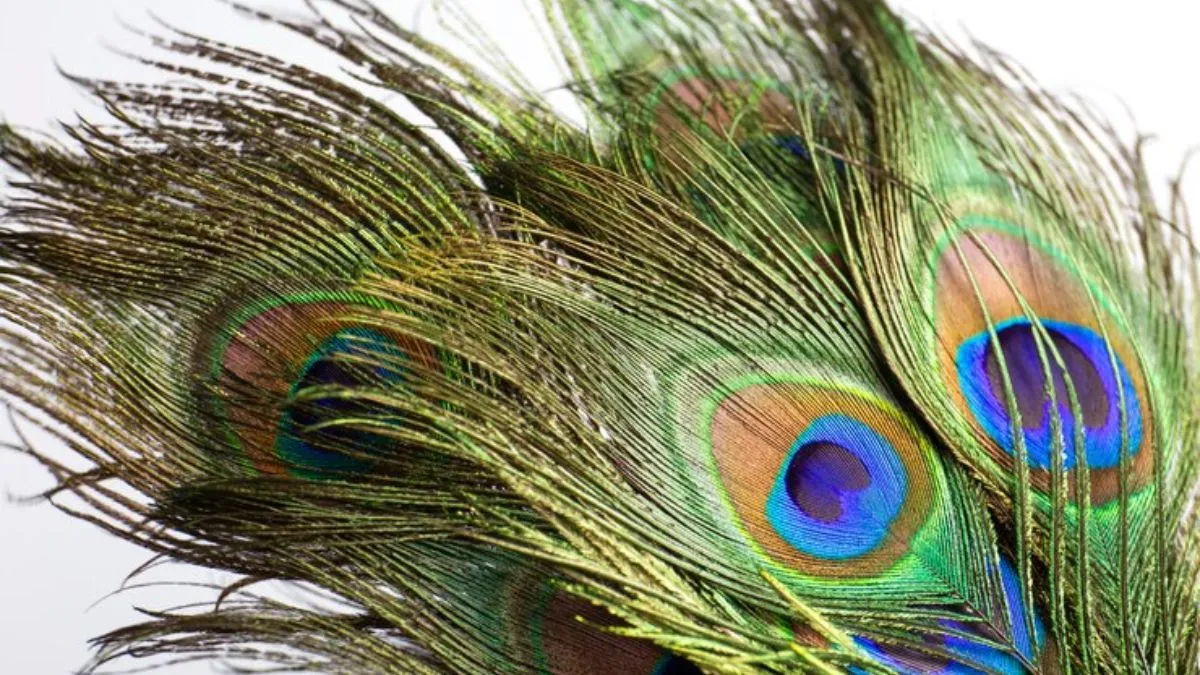 4-best-advantages-of-using-peacock-feathers-to-attract-good-luck-and-success