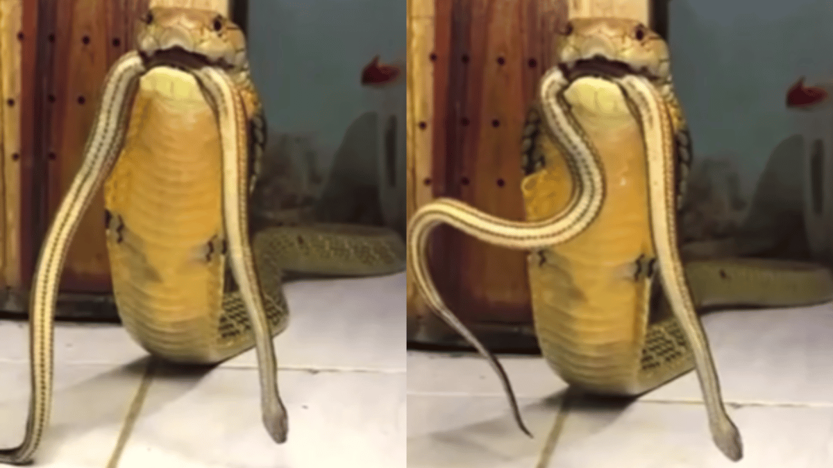 Bone-Chilling Viral Video Of Massive King Cobra 'Growling’ Gets ...