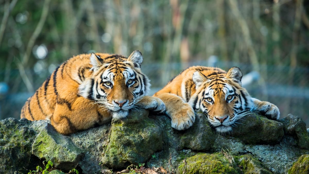 International Tiger Day 2024: 10 Lesser-Known Facts About National ...