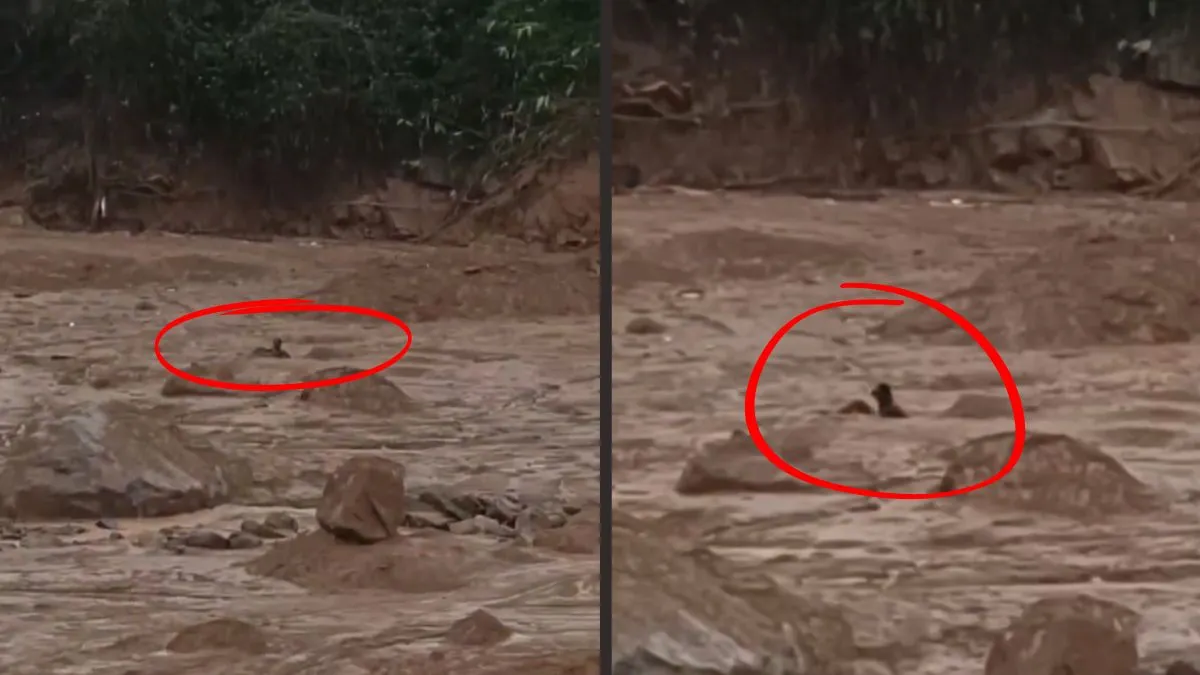 kerala-landslide-man-clings-to-boulder-to-survive-in-flood-waters