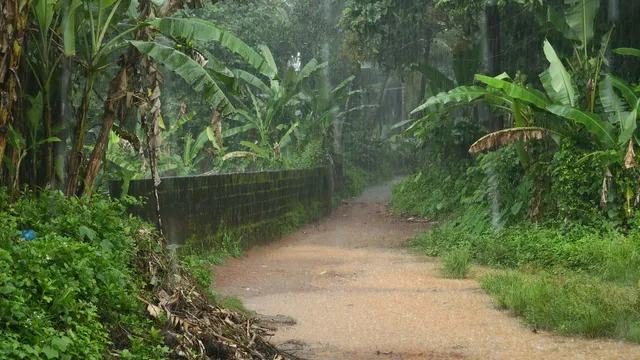kerala-weather-update-red-alert-in-wayanad-kozhikode-three-other-districts-imd-issues-heavy-rain-warning-check-forecast