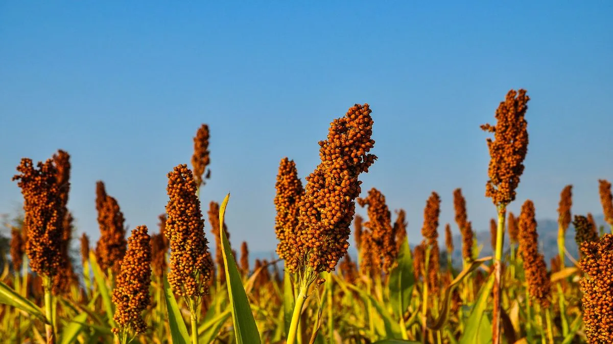 5-amazing-benefits-of-including-finger-millet-to-your-daily-breakfast