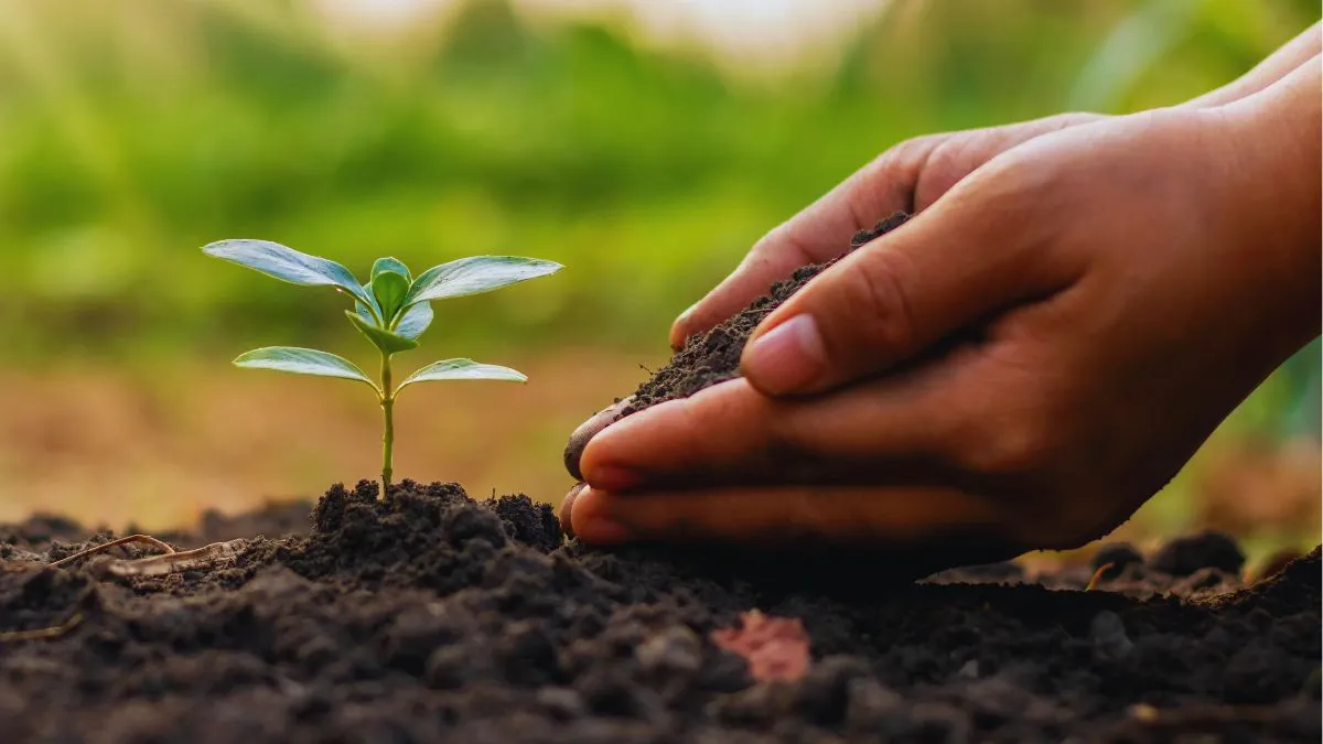 amavasya-august-2024-5-lucky-plants-to-bring-home-on-hariyali-amavasya-for-success-and-wealth