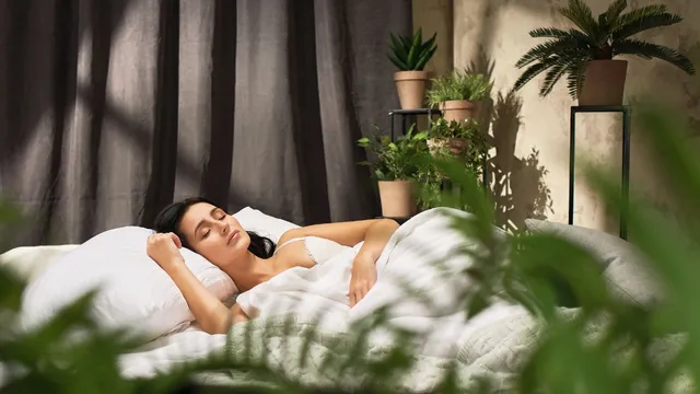 5-bedroom-plants-to-keep-beside-your-bed-for-fresher-air-and-a-serene-ambiance