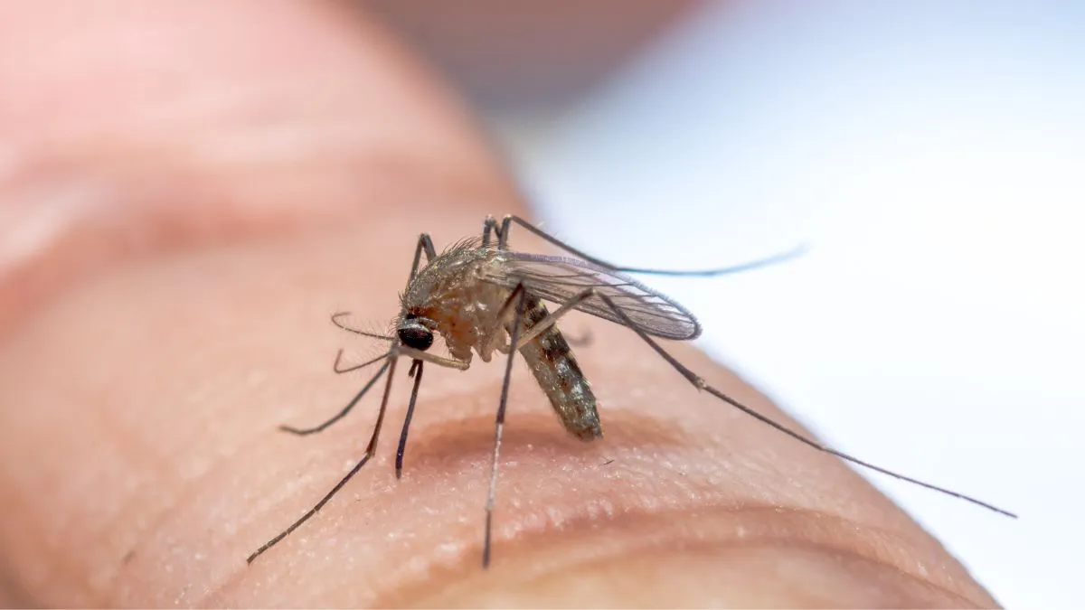 world-mosquito-day-2024-different-types-of-mosquitoes-and-deadly-diseases-they-spread