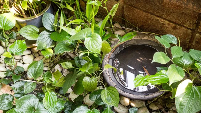 world-mosquito-day-2024-expert-lists-areas-in-your-house-that-may-be-a-breeding-ground-for-mosquitoes