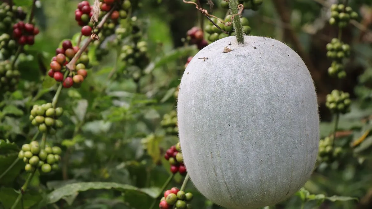 5-incredible-health-benefits-of-drinking-one-glass-of-ash-gourd-juice-daily-for-good-health