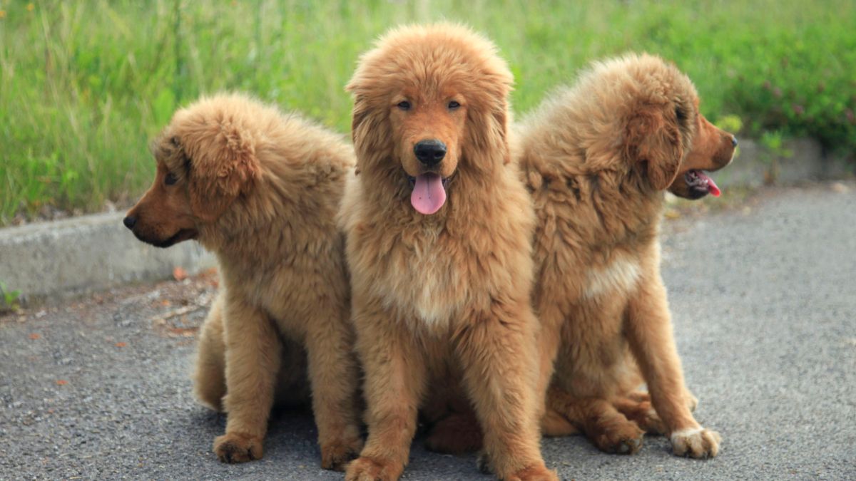 Top 10 Most Expensive Dog Breeds In The World International Dog Day 2024