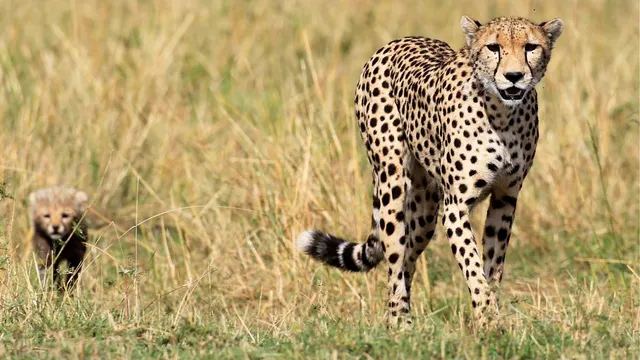 mp-another-namibian-male-cheetah-pawan-dies-at-kuno-national-park