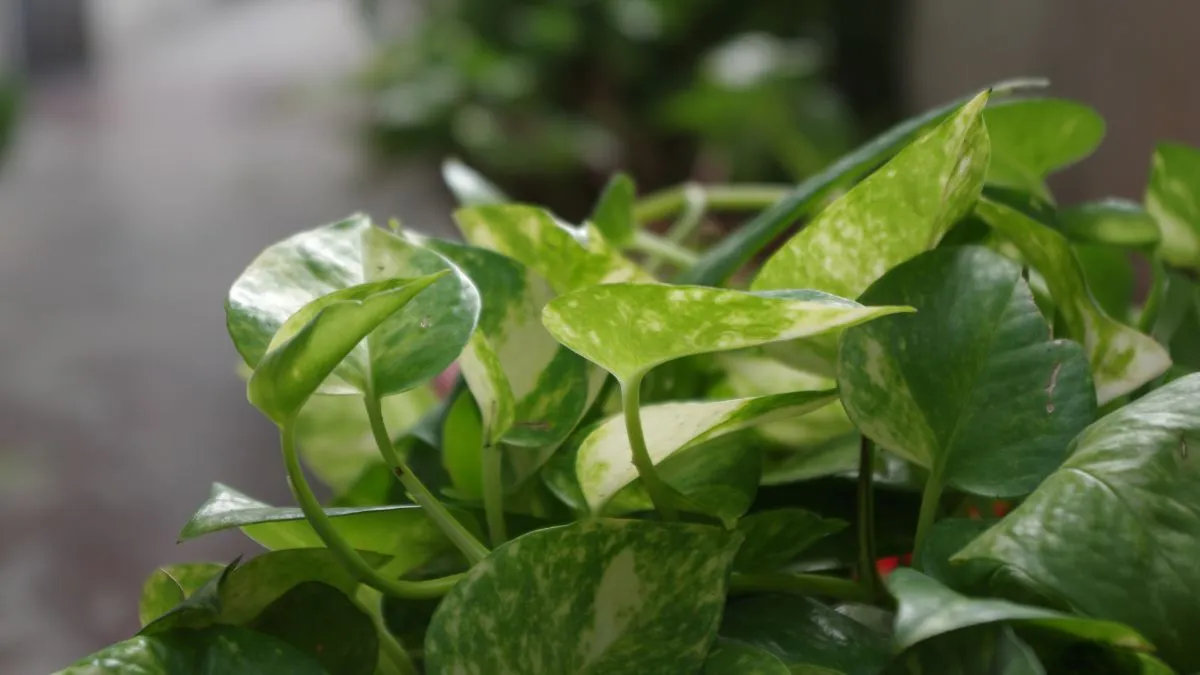 5-practical-tips-to-revive-yellow-money-plant-in-your-home