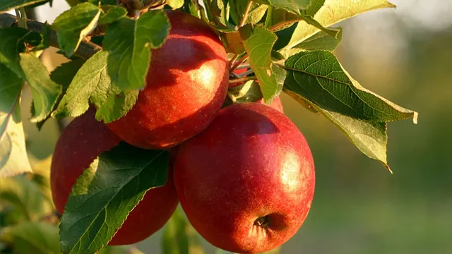 can-eating-an-apple-a-day-help-you-lose-weight-5-benefits-of-eating-this-fruit-daily