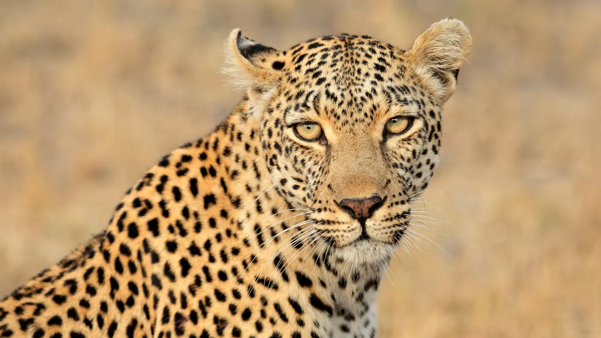 caught-on-camera-leopard-walks-calmly-in-mumbai-aarey-colony-late-at-night