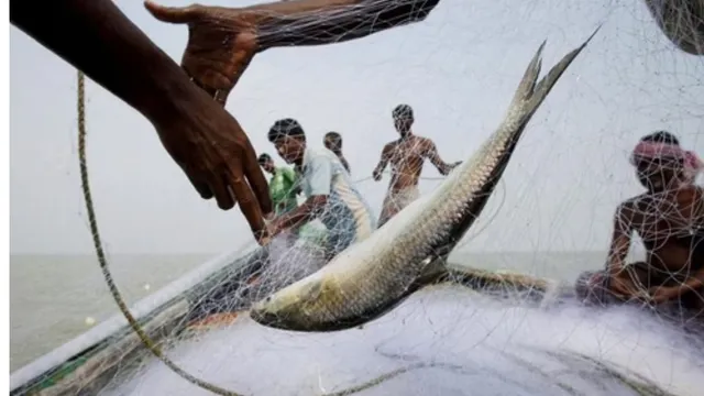 bangladesh-durga-puja-bengalis-face-hilsa-crisis-as-bangladesh-bans-export-to-india-amid-rising-domestic-demand