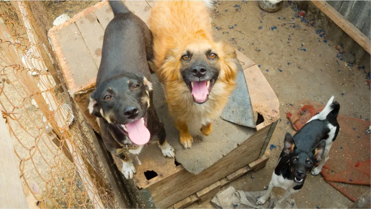 pune-dog-attack-child-injured-after-stray-dogs-attack-him-in-chakan-area-cctv-captures-shocking-video