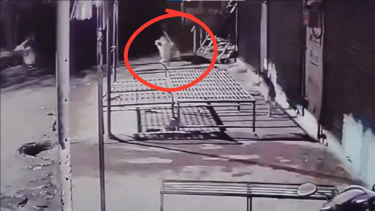 viral-video-captures-leopard-killing-pet-dog-in-pune-sparks-fear-among-villagers-watch