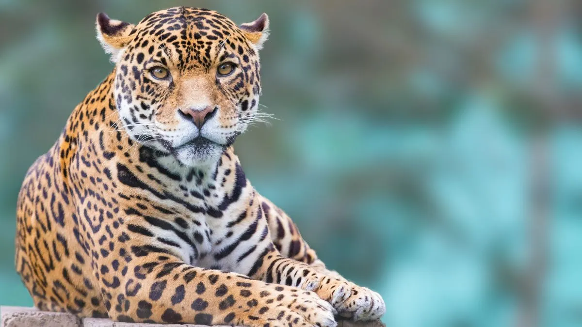 bengaluru-leopard-spotted-crossing-road-in-electronic-city-triggers-high-alert