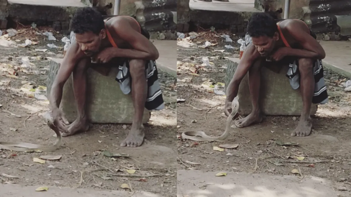 viral-video-drunk-man-casually-pets-cobra-netizens-cannot-believe-their-eyes