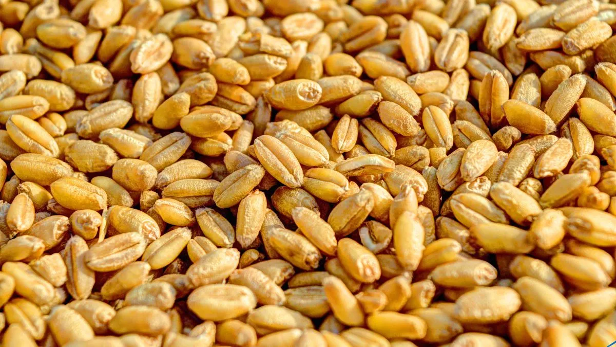 govt-increases-wheat-allocation-under-pmgkay-to-10-point-65-million-tones-details