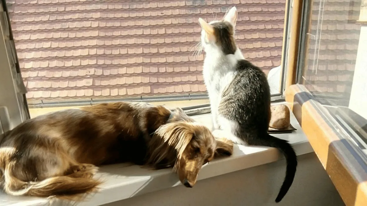 list-of-top-15-cute-pet-names-for-your-furry-animal-friends
